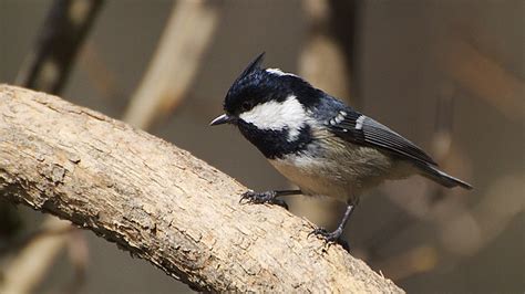 鳥類有哪些|世界鳥類網路圖鑑